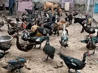 डोमेस्टिक मस्कोवी — फ़ोटो 3