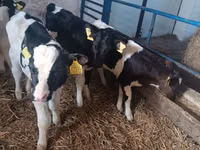 सांड, Russian Black pied cattle — फ़ोटो 4
