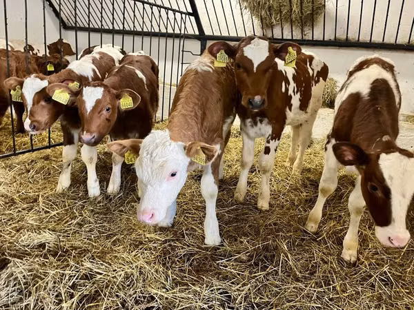 Bull, Simmental cattle — Poland