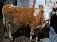 Krava, Simmental cattle — foto 2