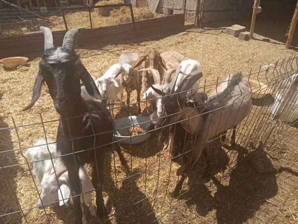 Billy Goat, Goats — Uzbekistan