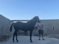 Fardo (xirmo, jins lama sheegin), Kyrgyz Horse — sawirka 2
