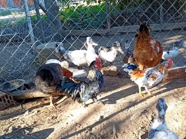Chickens