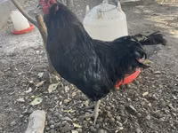 Ameraucana — foto 4