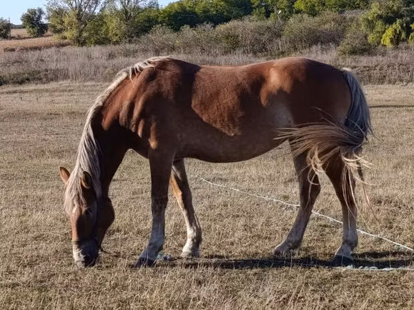 Mare, Horses — Moldova