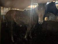 Mare, Horse breed — photo 3