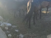 Kuda betina, Horses — foto 2