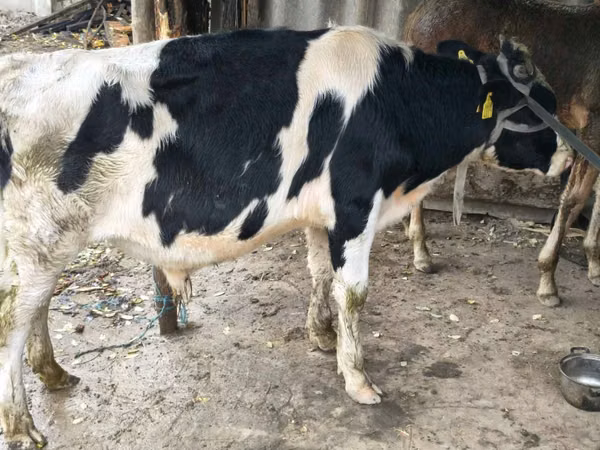 Býk, Russian Black pied cattle