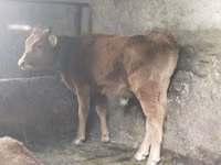 Toro, Ganado vacuno — foto 2