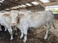 Vache, Charolais cattle — photo 2