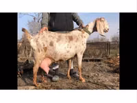 بکرا, Kamori goats — تصویر 3