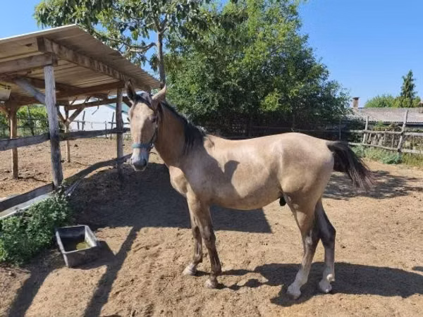 Horse (M), Lipizzaner — Hungary