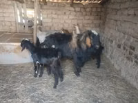 雌ヤギ, Saanen goat — 写真 5