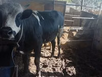 Bull, Cattle — photo 1