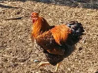 وایندوت — عکس 2
