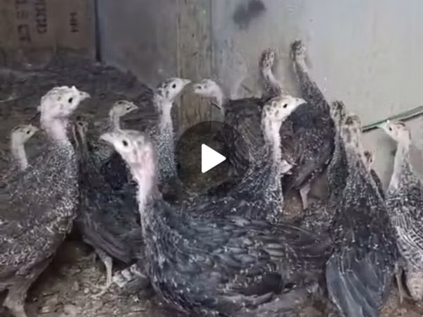 Guinea fowl — 阿塞拜疆
