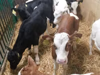 Sığır (parti, cinsiyet belirtilmedi), Simmental cattle — foto 4