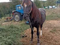 Horse (M), Horses — photo 3