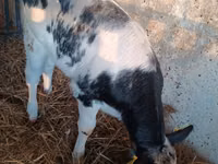 Cow, Cattle — photo 4