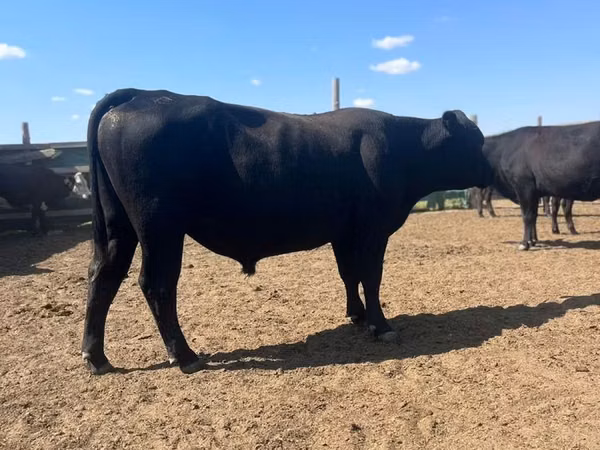 Bull, Aberdeen-Angus — Kazakhstan