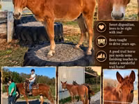 Horse (M), Mule — photo 1
