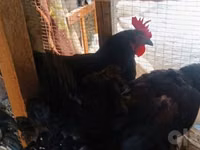 Chickens — photo 2