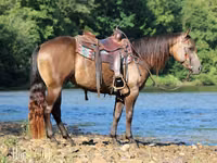 حصان, Quarter Horse — الصورة 5