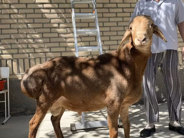 Ram, Arashan sheep — Uzbekistan