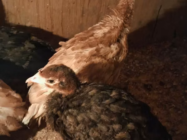 Turkeys — Azerbaijan