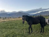 اسب نر, Friesian sport horse — عکس 3
