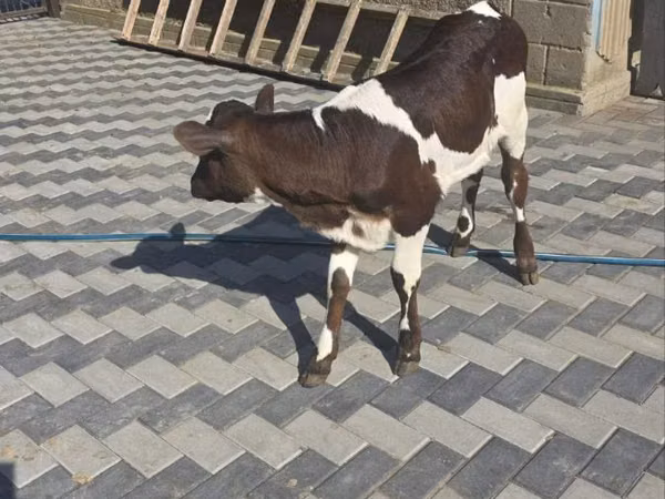 Cow, Cattle — Moldova