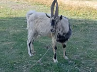 Billy Goat, Goats — photo 1