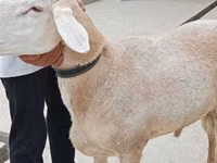 قوچ, Aland sheep — عکس 1
