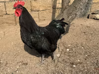 Chickens — foto 5