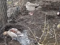 Ducks — foto 1