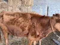 Vacă, Bovine — foto 2
