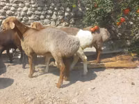 Ram, Schapen — foto 2