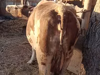 Гов, Simmental cattle — акс 3