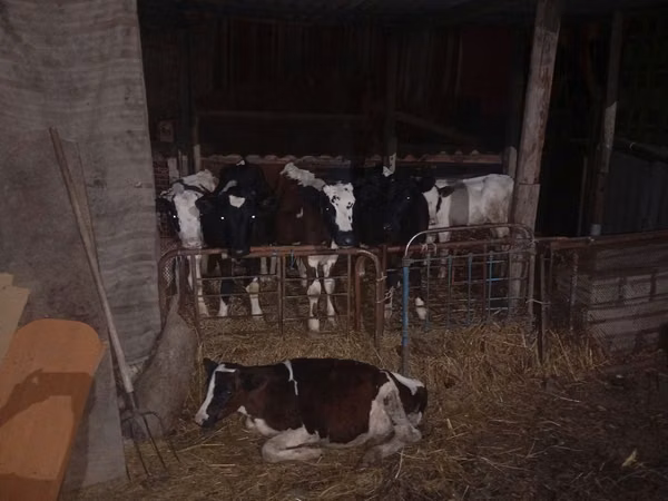 Bull, Cattle — Moldova