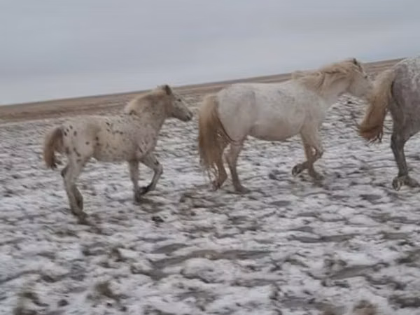 Horse (M), Horses — Kazakhstan