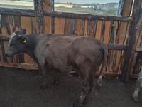 公牛, Cattle — 照片 2