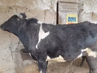 Toro, Bovini — foto 3