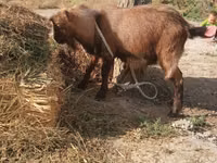 Capra, Alpine goat — foto 1