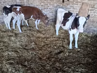 Bull, Holstein breed — photo 5