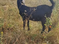 عنزة, Nubian Goat — الصورة 2