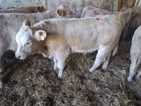 گاو نر, Charolais cattle — عکس 2
