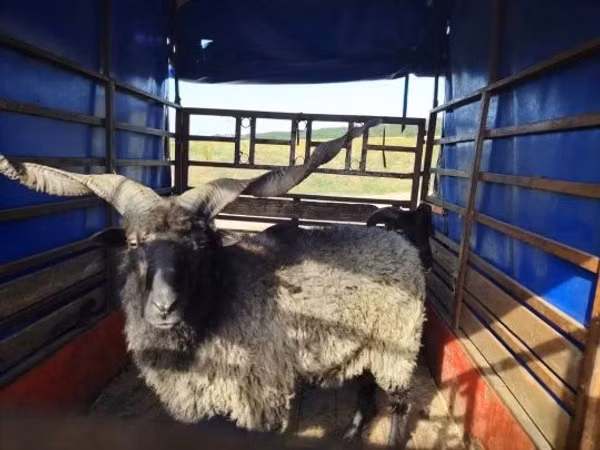 قوچ, Racka sheep — مجارستان