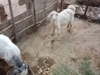 Goat, Goats — photo 2