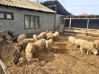 Ram, Sheep — photo 5