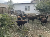 Koç, Koyunlar — foto 5